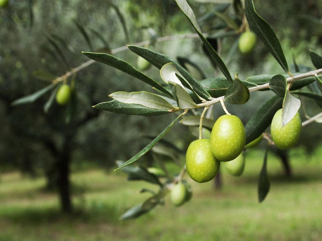 Villa Sole Imperia Dış mekan fotoğraf